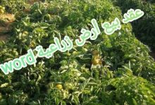 تحميل أحدث صيغة عقد بيع أرض زراعية جاهز للطباعة 2