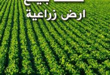 كيف تكتب عقد بيع أرض زراعية بطريقة قانونية؟ 27 كيف تكتب عقد بيع أرض زراعية بطريقة قانونية؟ 3